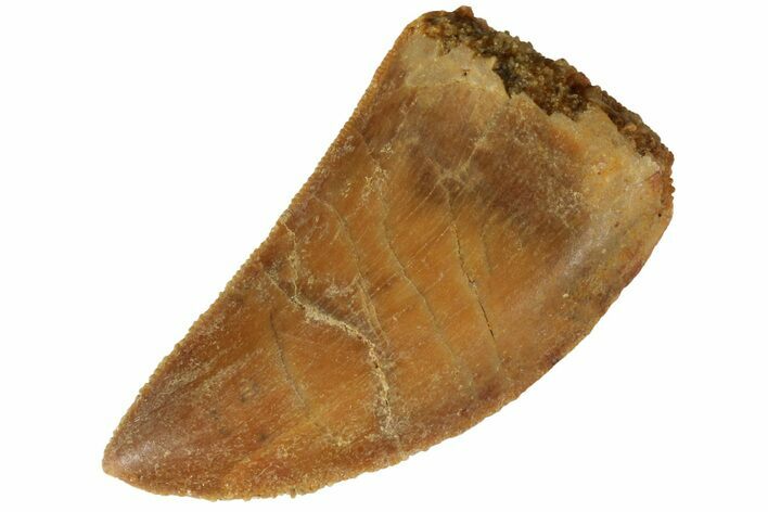 Serrated, Juvenile Carcharodontosaurus Tooth #186071